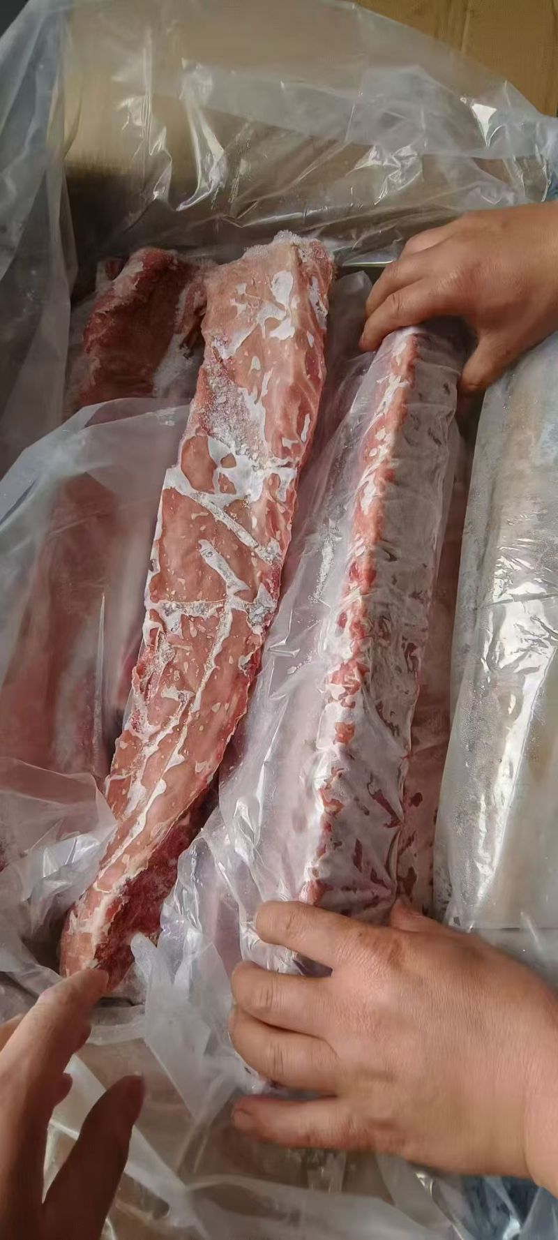 母猪龙骨