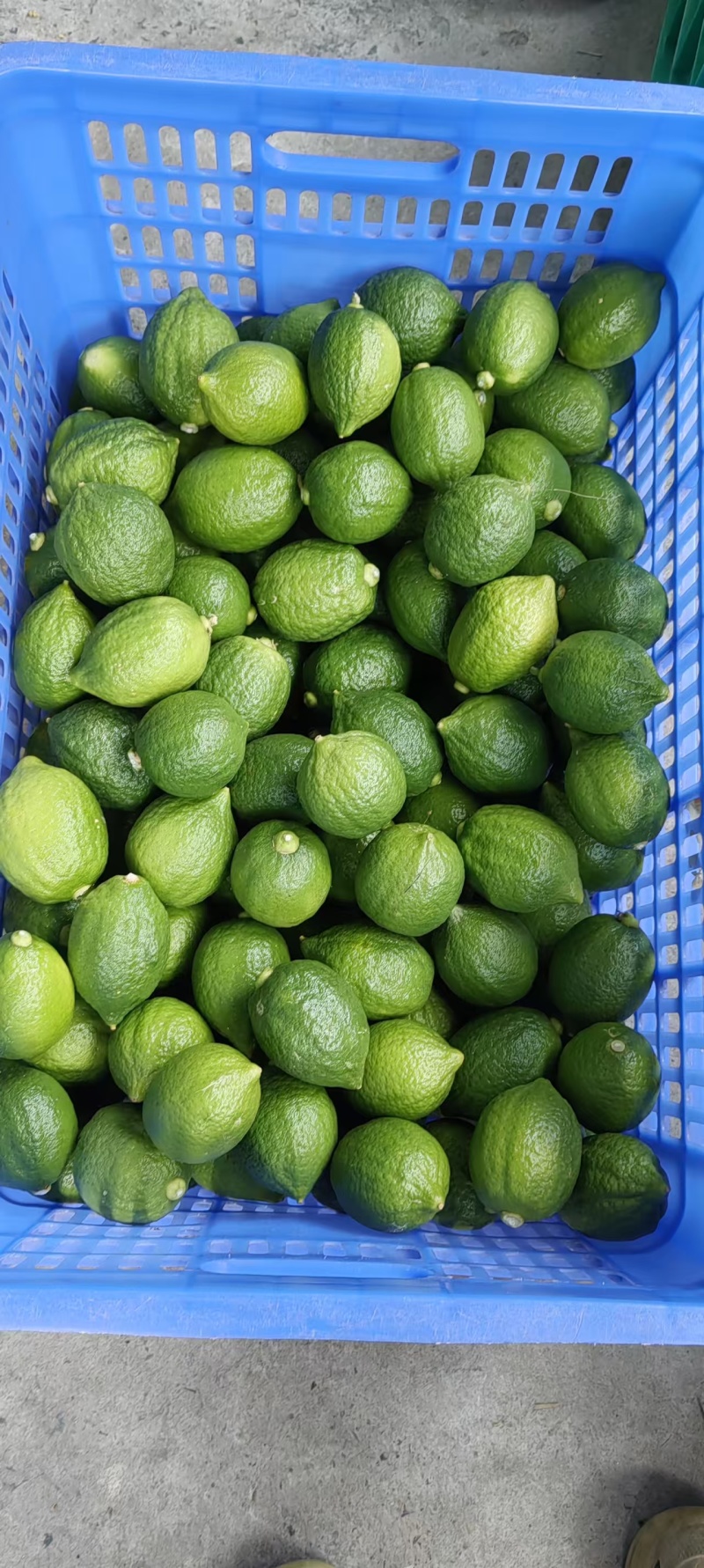 广东香水柠檬二级果