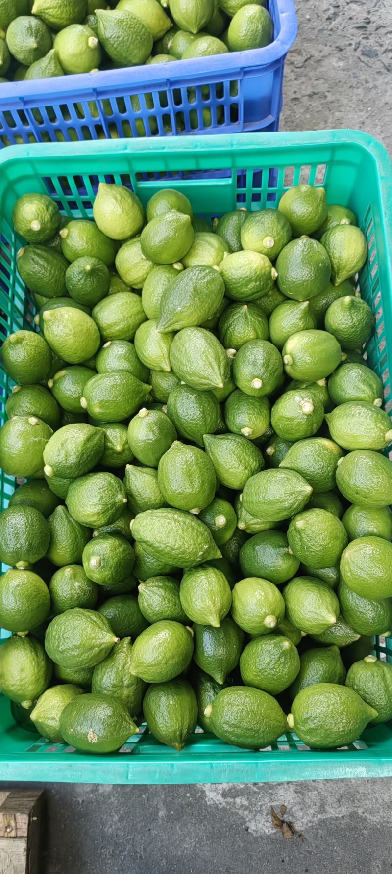 广东香水柠檬二级果