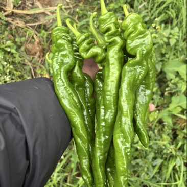 精品螺丝椒贵州鲜辣椒，万亩基地直发量大从优欢迎电联