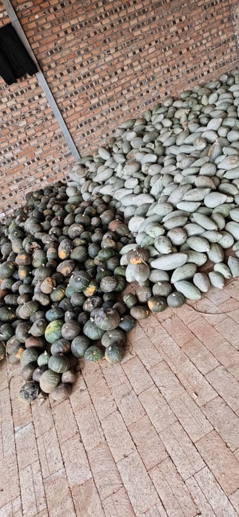 高品质玉竹南瓜
