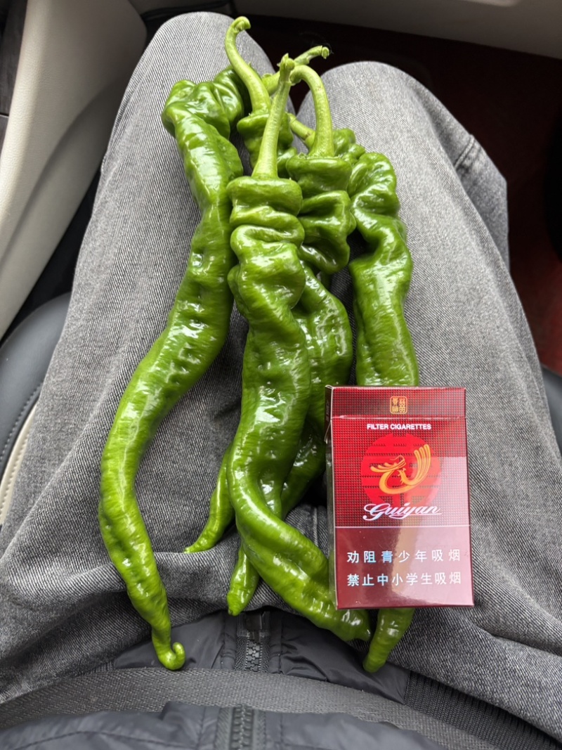 精品螺丝椒贵州鲜辣椒，万亩基地直发量大从优欢迎电联