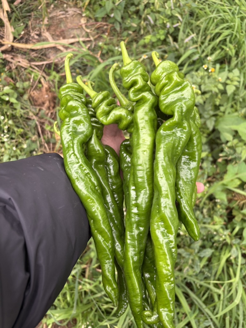 精品螺丝椒贵州鲜辣椒，万亩基地直发量大从优欢迎电联