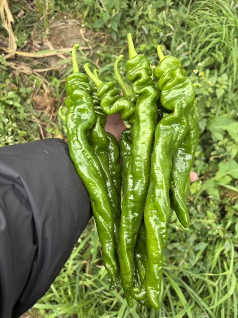 精品螺丝椒贵州鲜辣椒，万亩基地直发量大从优欢迎电联