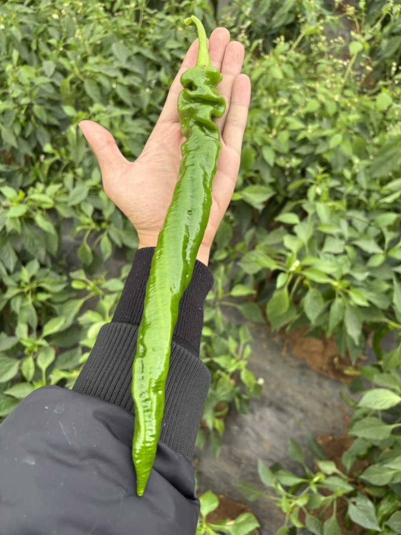 精品螺丝椒贵州鲜辣椒，万亩基地直发量大从优欢迎电联