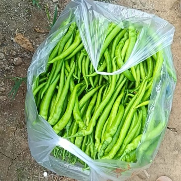 大棚基地辣椒