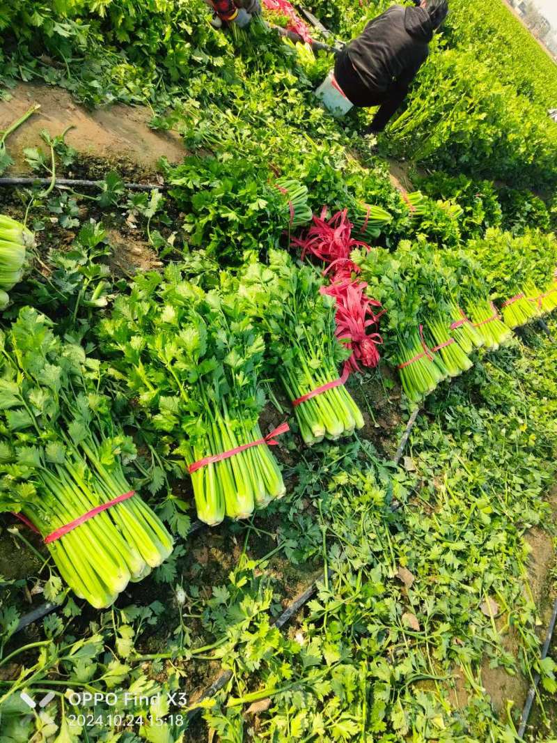 西芹芹菜河南本地万亩基地西芹欢迎采购合作