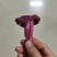 红菇干