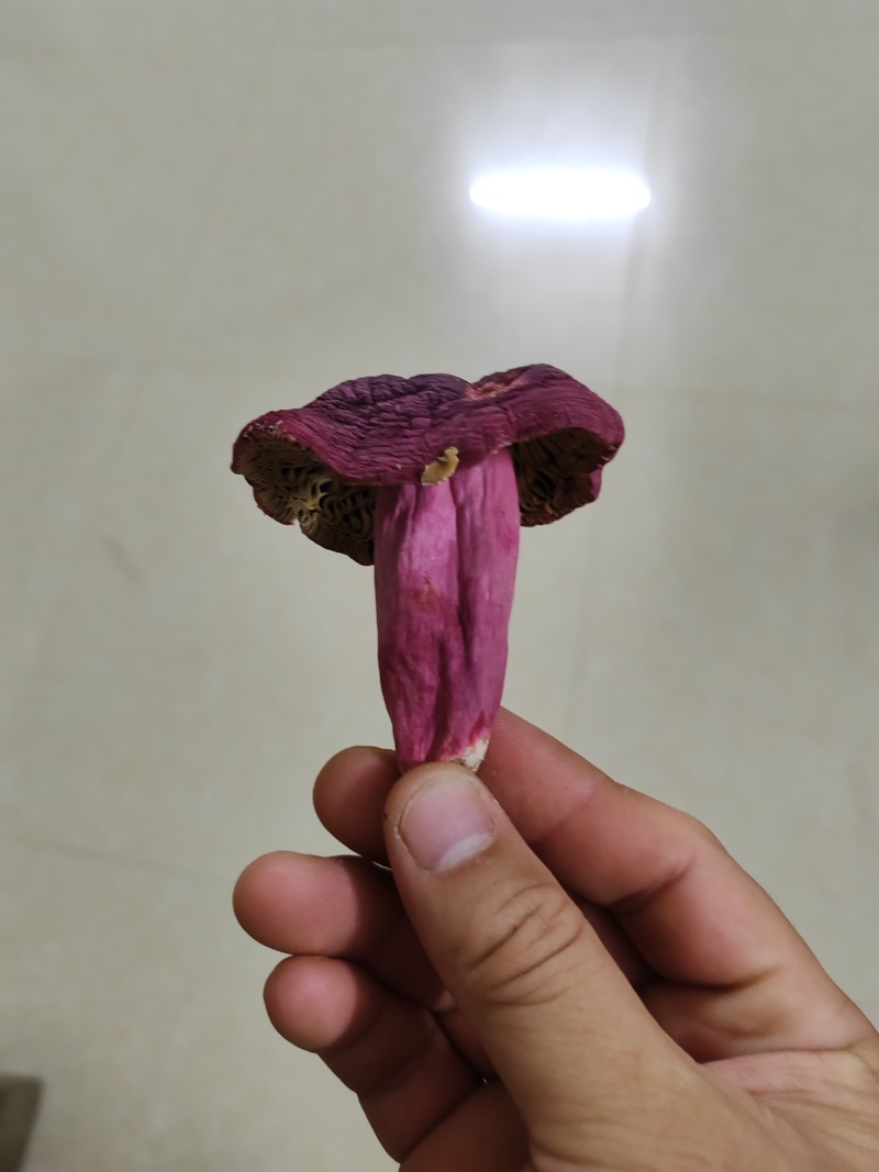 红菇干
