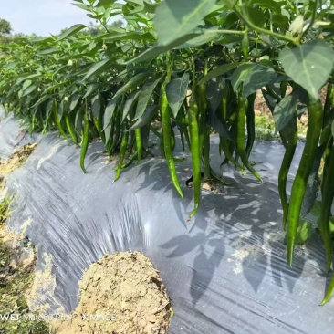 线椒三号软皮线椒贵州鲜辣椒,万亩基地直发量大从优欢迎电联