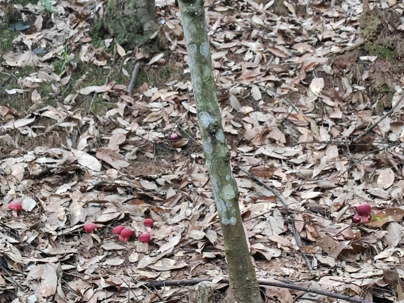 红菇干
