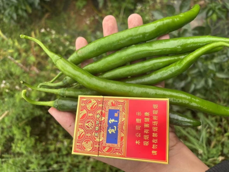 线椒三号软皮线椒贵州鲜辣椒，万亩基地直发量大从优欢迎电联