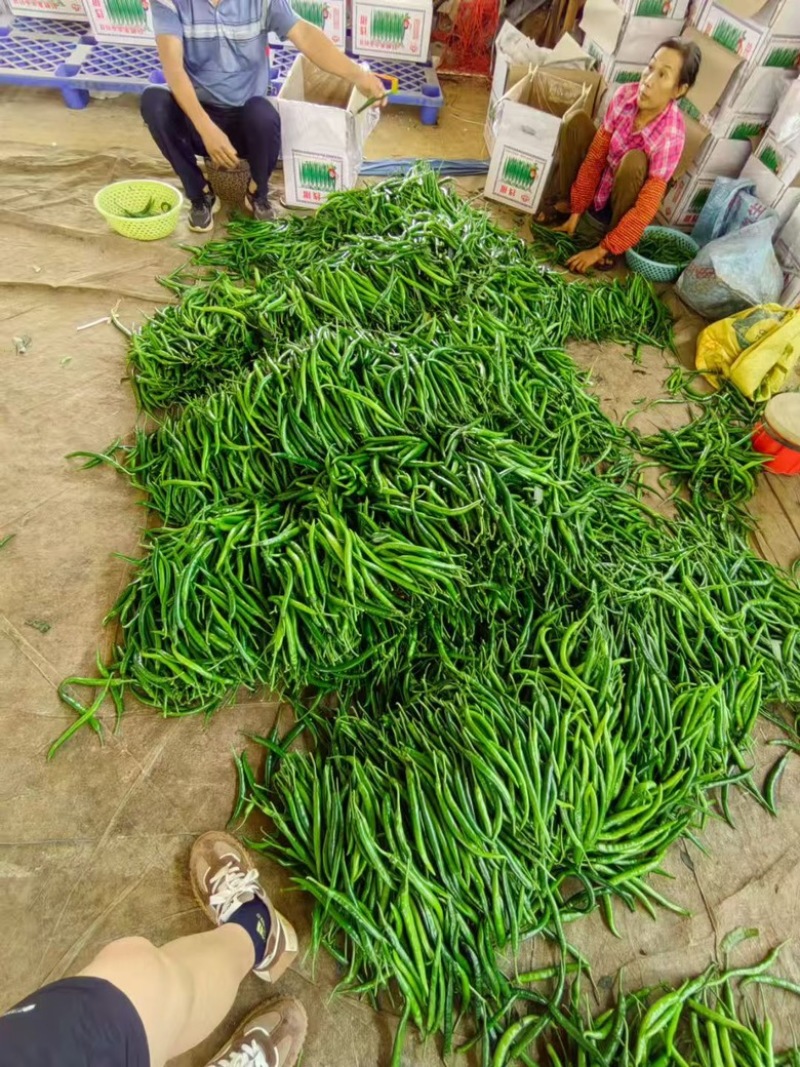 线椒三号软皮线椒贵州鲜辣椒，万亩基地直发量大从优欢迎电联