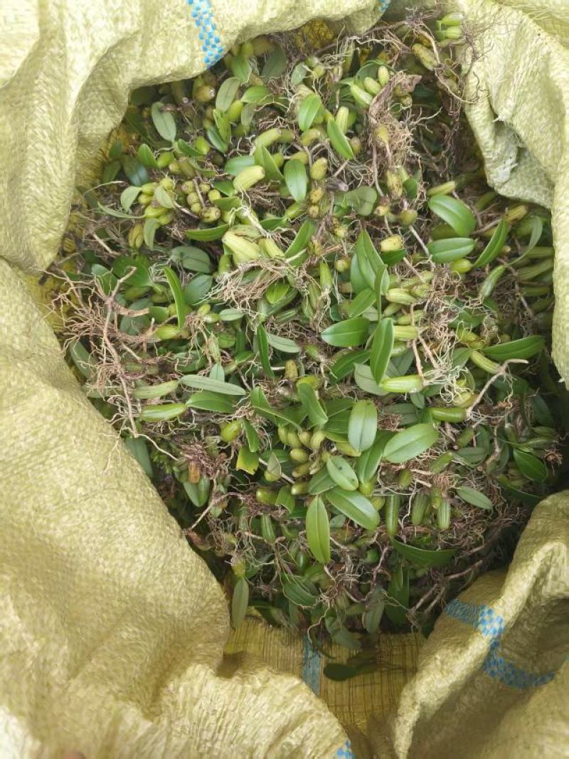 单叶小果，小果石橄榄