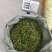 单叶小果，小果石橄榄