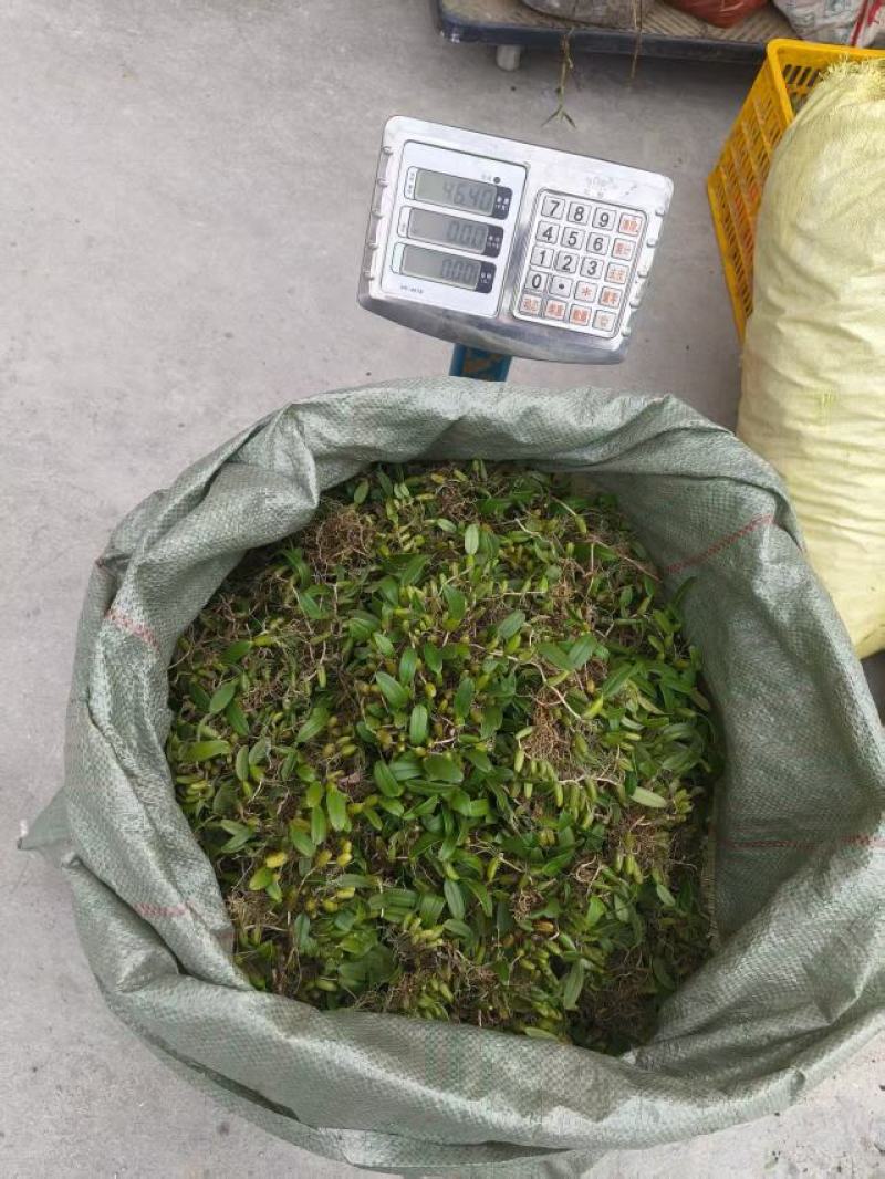 单叶小果，小果石橄榄