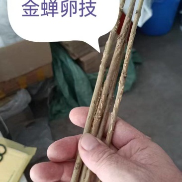 2025年新金蝉卵枝金蝉苗知了猴种子金蝉种子金蝉幼苗知了
