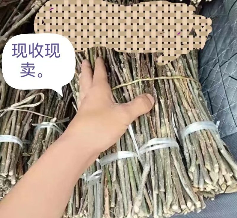 2025年新金蝉卵枝金蝉苗知了猴种子金蝉种子金蝉幼苗知了
