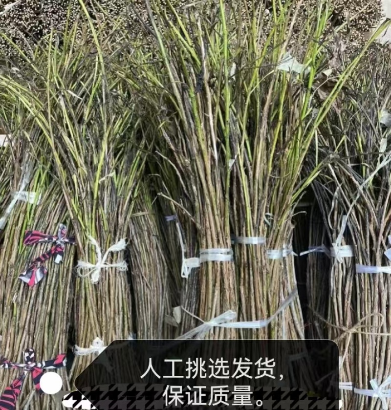 2025年新金蝉卵枝金蝉苗知了猴种子金蝉种子金蝉幼苗知了