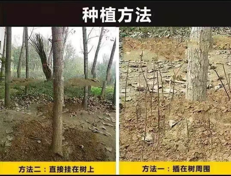 2025年新金蝉卵枝金蝉苗知了猴种子金蝉种子金蝉幼苗知了