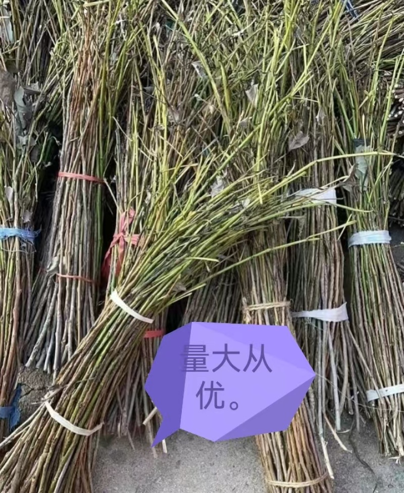 2025年新金蝉卵枝金蝉苗知了猴种子金蝉种子金蝉幼苗知了