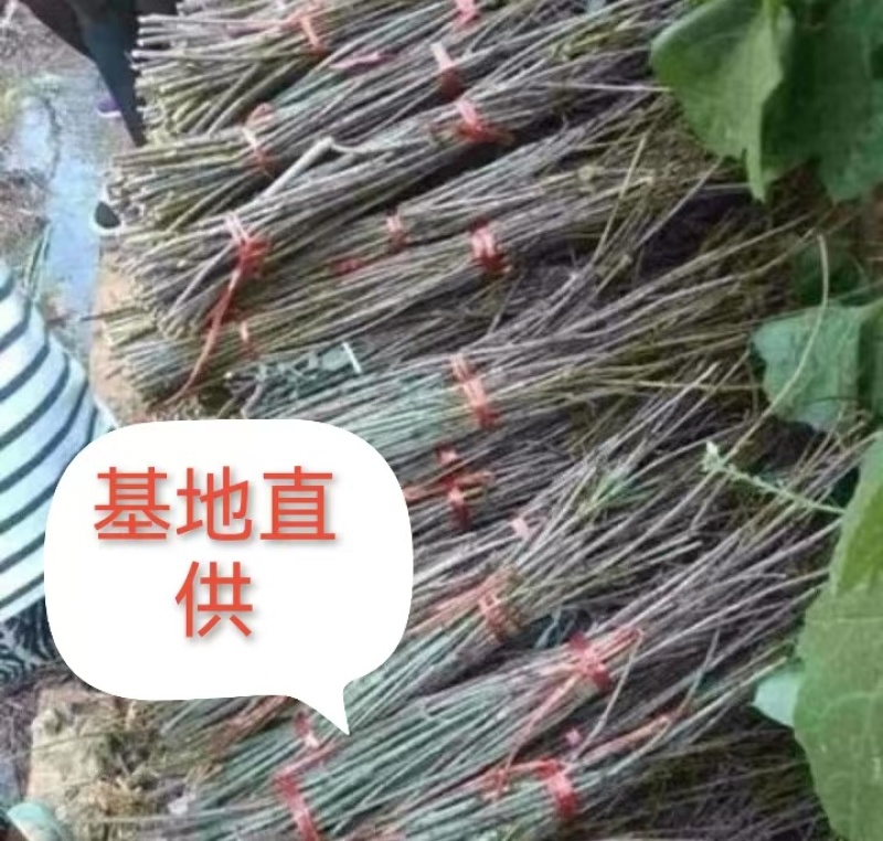 2025年新金蝉卵枝金蝉苗知了猴种子金蝉种子金蝉幼苗知了
