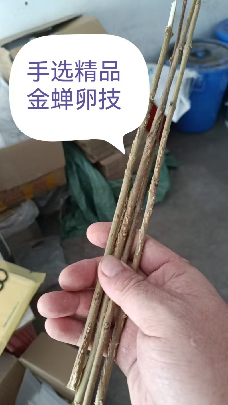 2025年新金蝉卵枝金蝉苗知了猴种子金蝉种子金蝉幼苗知了