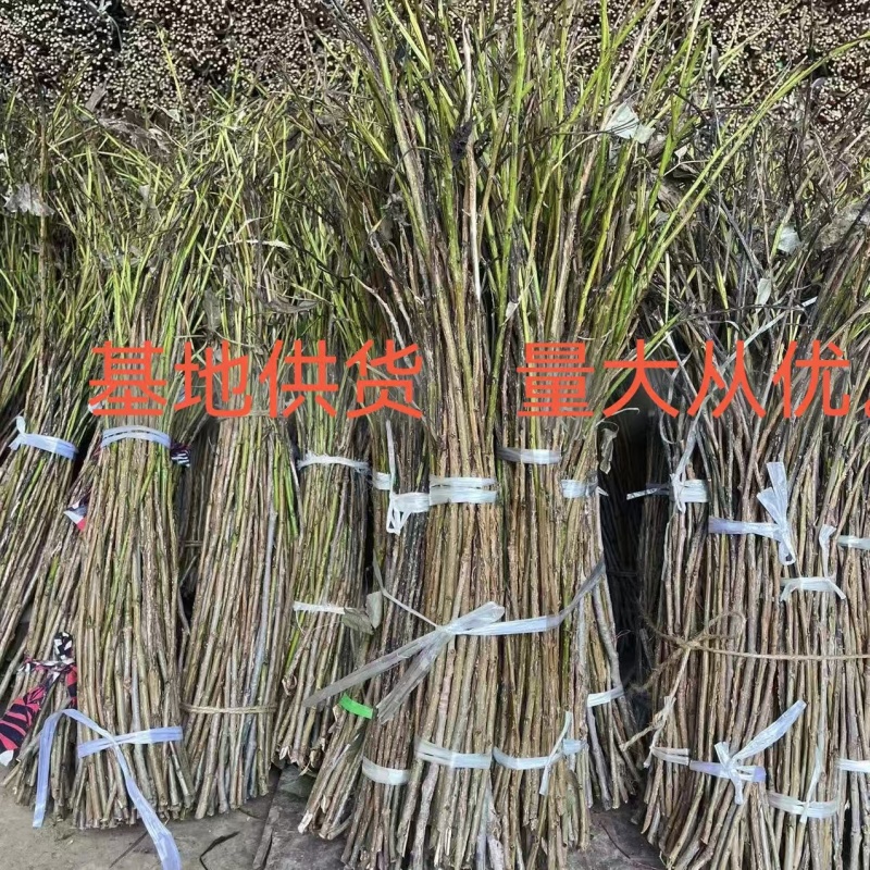 2025年新金蝉卵枝金蝉苗知了猴种子金蝉种子金蝉幼苗知了