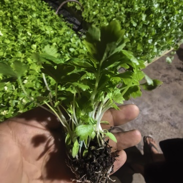 精品白杆芹菜苗（白芹），表现好，抗病能力强