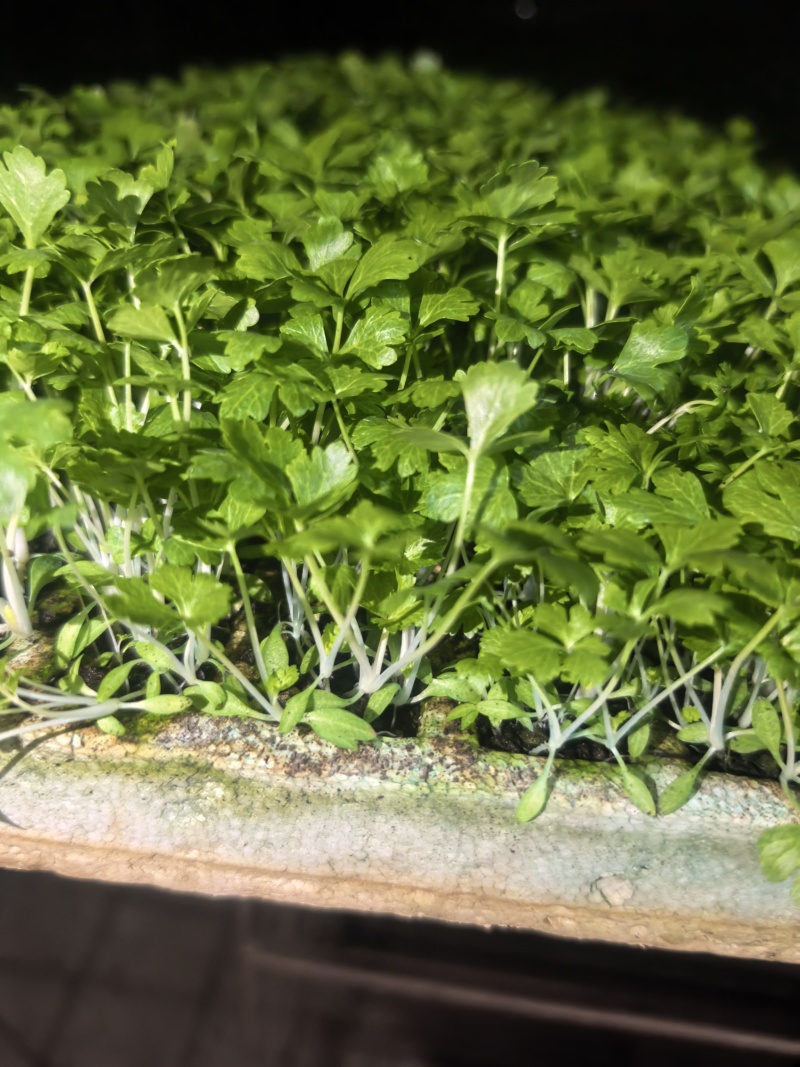 精品白杆芹菜苗（白芹），表现好，抗病能力强