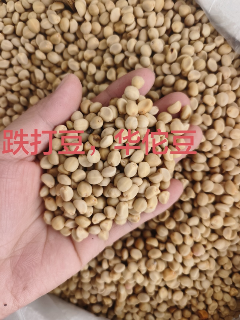 华佗豆跌打豆拐子豆货源充足10公斤以上