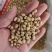 华佗豆跌打豆拐子豆货源充足10公斤以上
