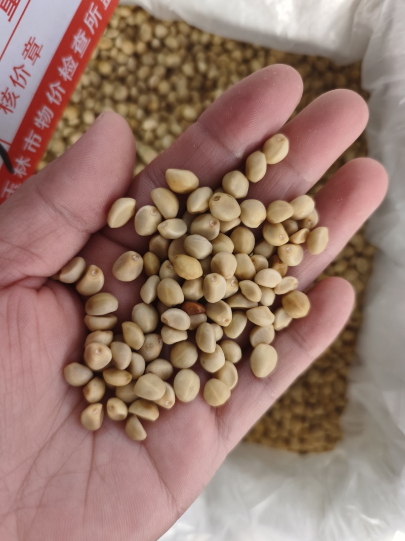 华佗豆跌打豆拐子豆货源充足10公斤以上