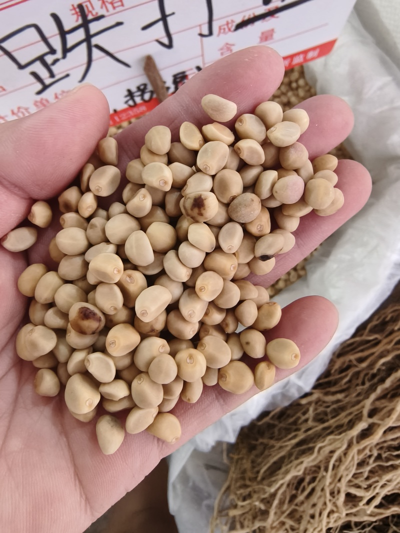 华佗豆跌打豆拐子豆货源充足10公斤以上