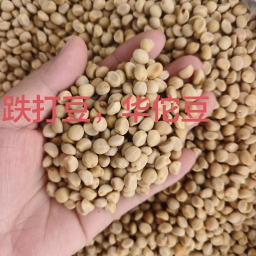 华佗豆跌打豆拐子豆货源充足10公斤以上