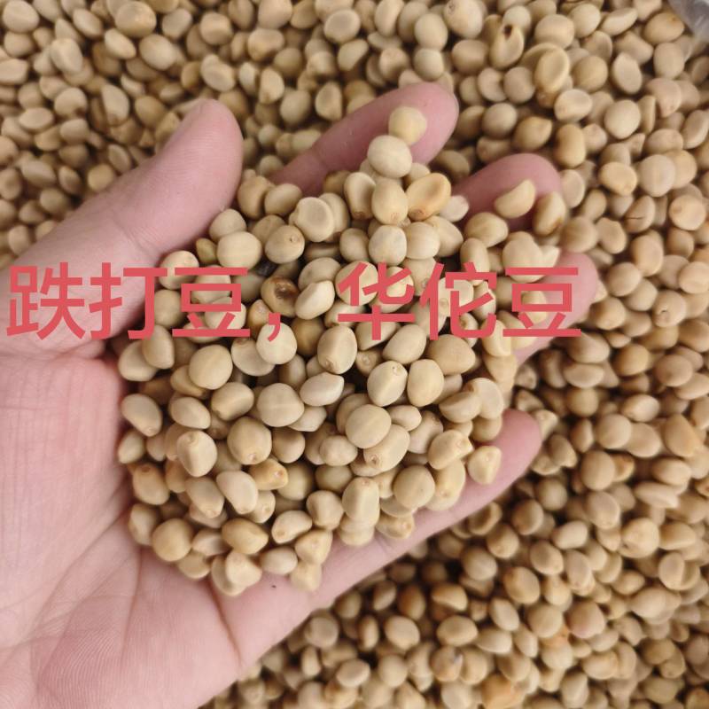 华佗豆跌打豆拐子豆货源充足10公斤以上