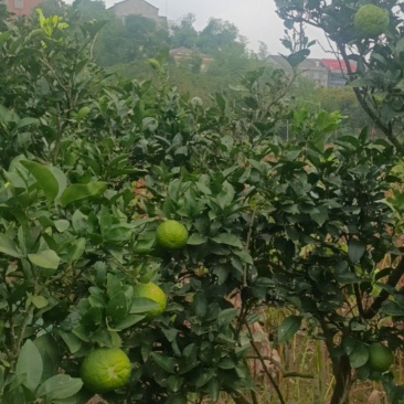 酸橙，又名它它