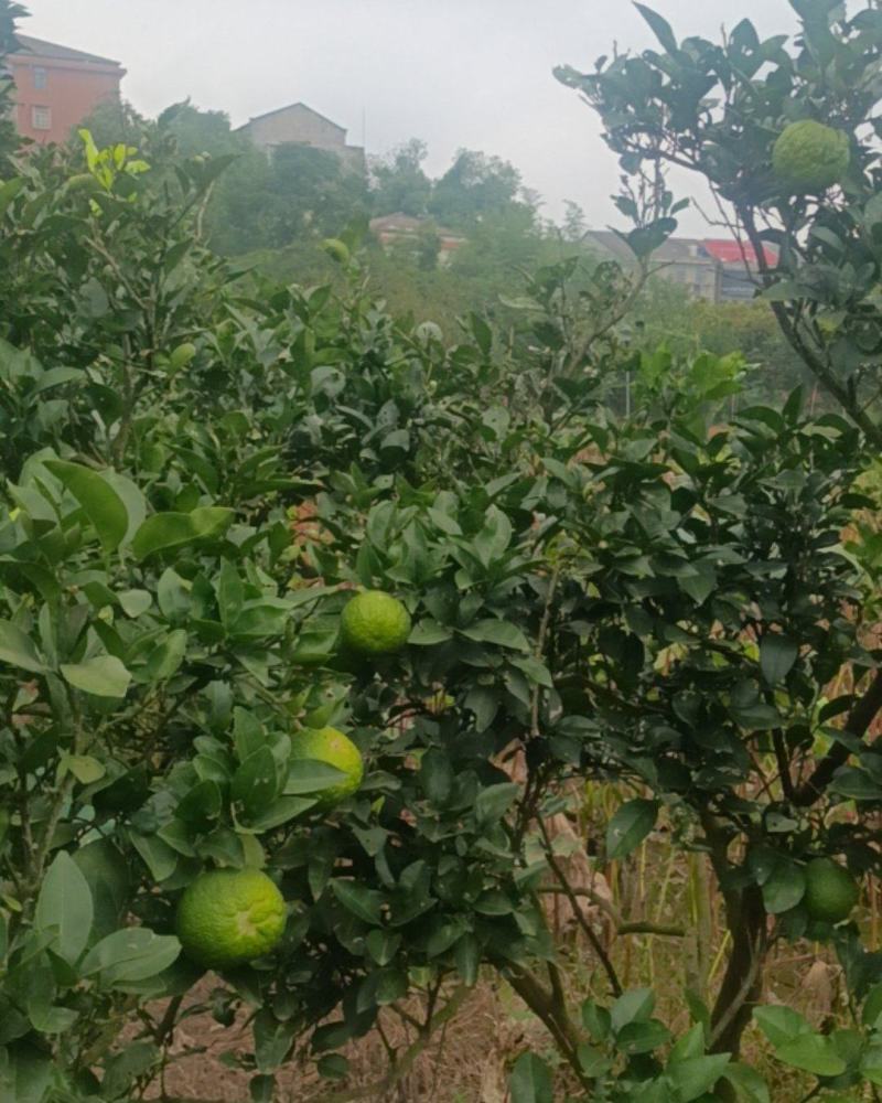 酸橙，又名它它