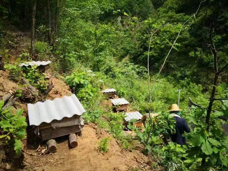 秦岭土蜂蜜（原蜜）一年取一次