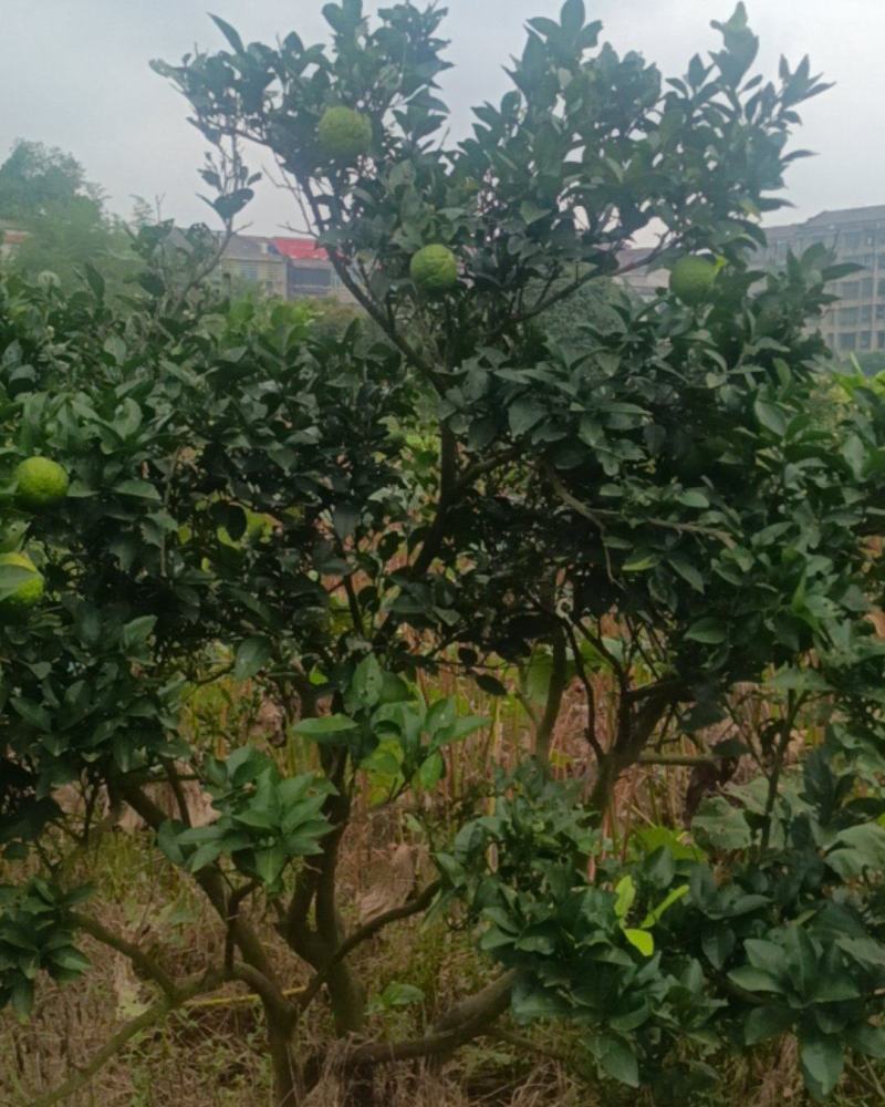 酸橙，又名它它