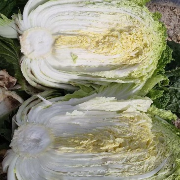 大白菜
