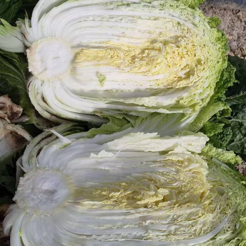 大白菜