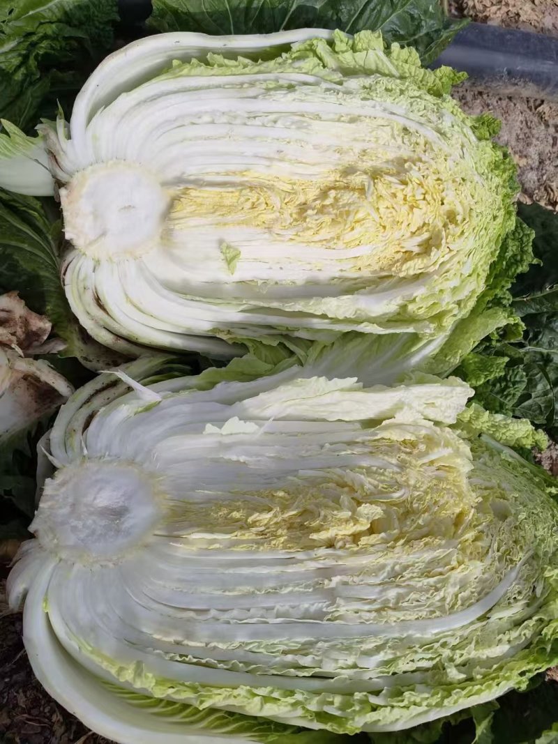 大白菜