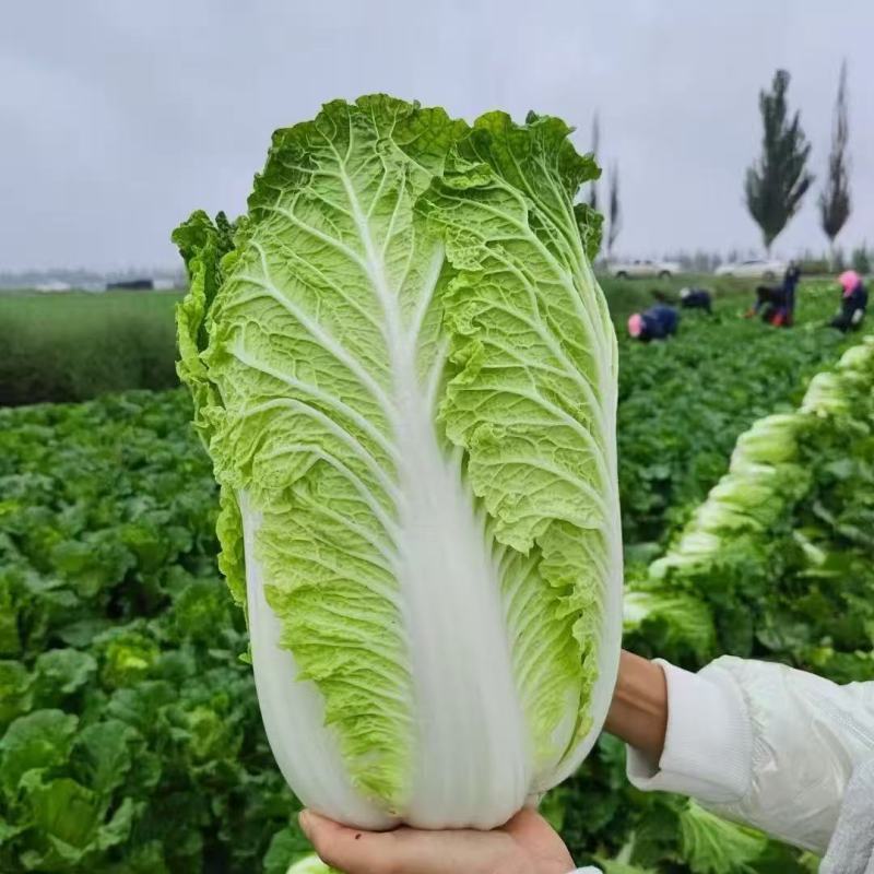 大白菜