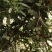 夏威夷果万把斤，急找买家