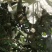 夏威夷果万把斤，急找买家