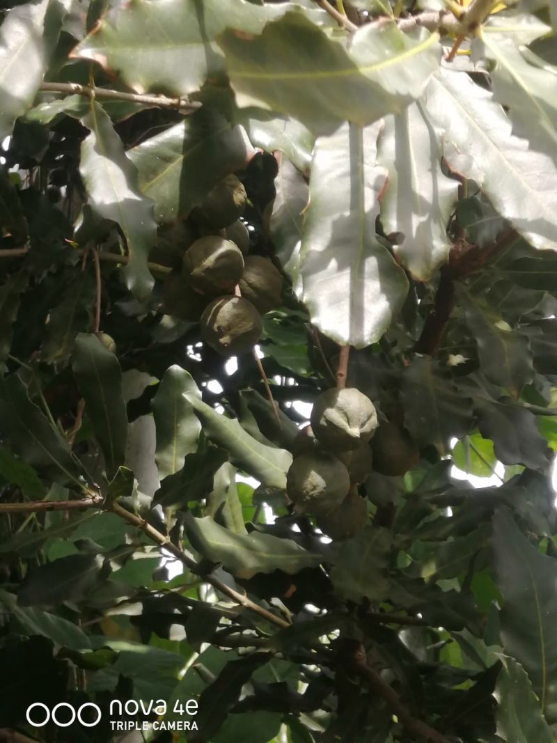 夏威夷果万把斤，急找买家