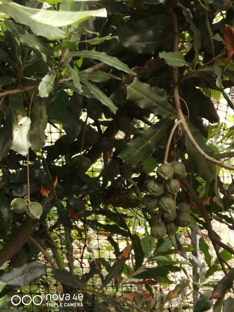 夏威夷果万把斤，急找买家