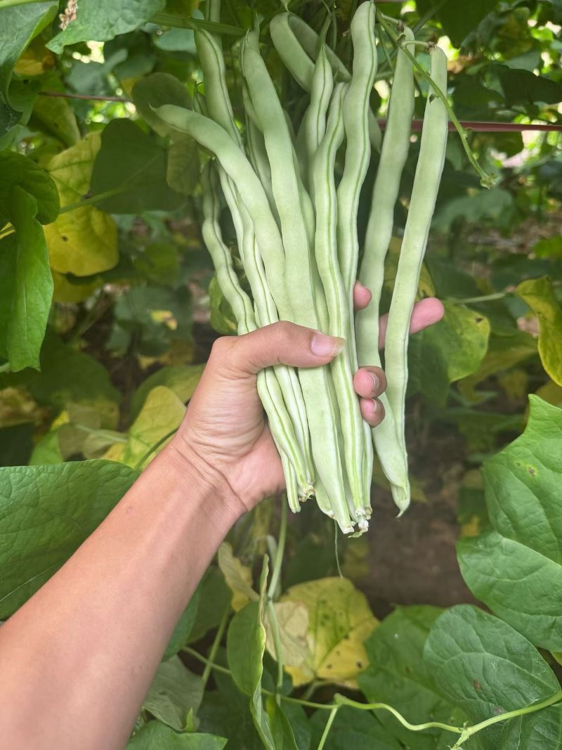 豆角有需要的老板联系