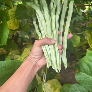 豆角有需要的老板联系